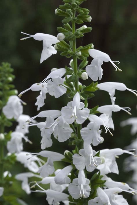 Salvia Summer Jewel White All America Selections