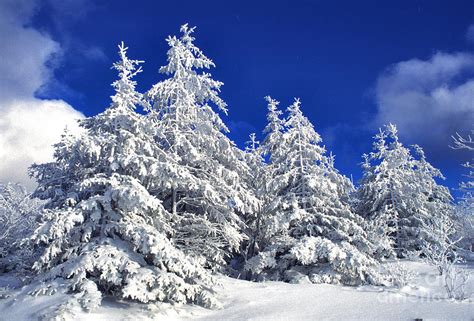 Snow Covered Pine Trees Photograph By Thomas R Fletcher