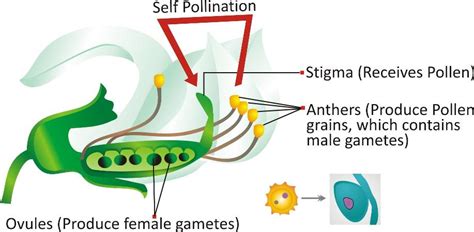 Reproduction In Plants Cbse Notes For Class 7