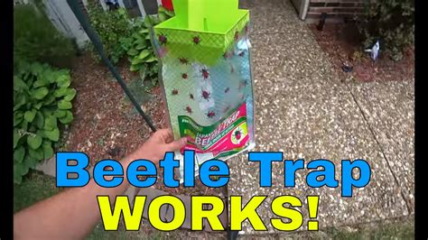I Got Japansese Tree Beetles And The Beetle Trap Works Youtube