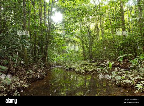 Rainforest Canopy Hi Res Stock Photography And Images Alamy