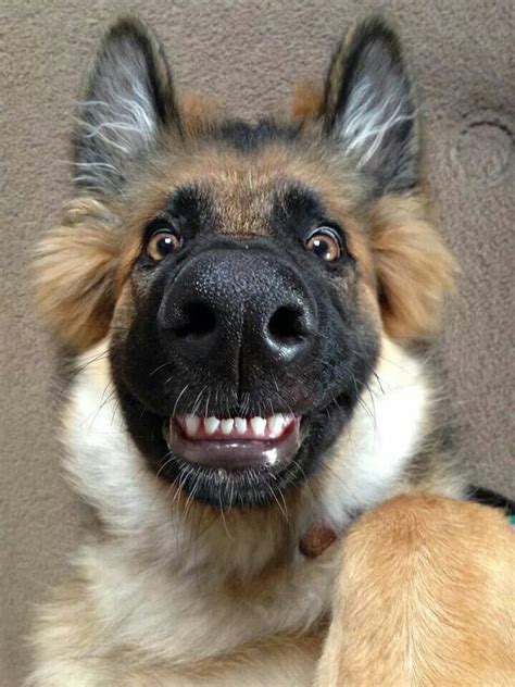 German Shepherds Laughs Lol Smile Luv Those Teeth Funny
