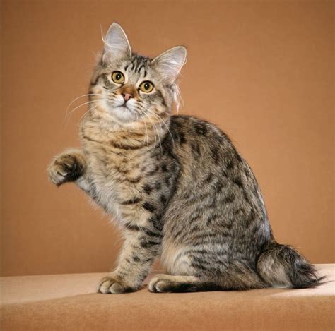 All About American Bobtail Cats Hubpages