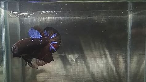 Bettas natural dumbo ear betta fish, 3 years, size: The Most Expensive Betta Fish - YouTube