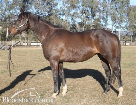 Bloodstock Listing Commercial Broodmare In Foal To Zoustar