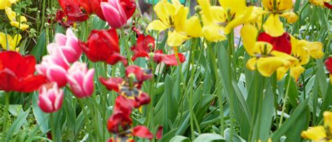 April Blumen Und Sträucher