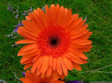 Orange flowers that look like sunflowers. Desktop Wallpapers » Flowers Backgrounds » Orange ...