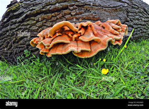The Chicken Of The Woods Mushroom Laetiporus Sulphureus Stock Photo