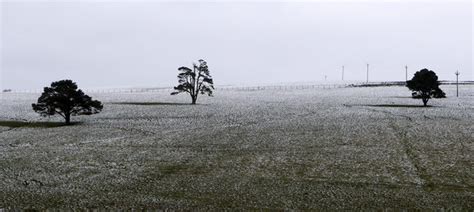 Three Trees In A Snowed Field © Trevor Littlewood Cc By Sa20