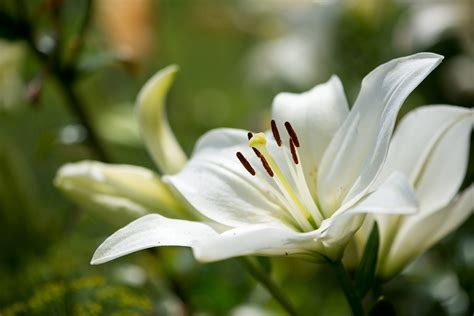 Google has many special features to help you find exactly what you're looking for. Grave Flowers: The Proper Flowers to Leave on a Gravestone ...