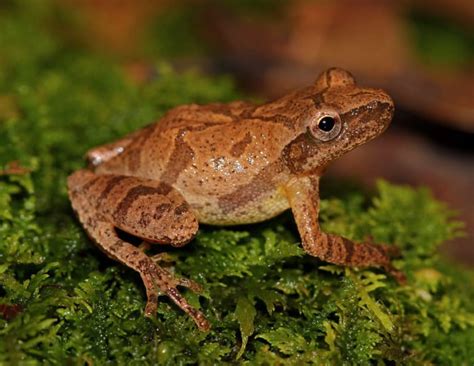 Do Spring Peepers Come Out In West Virginia During The Spring