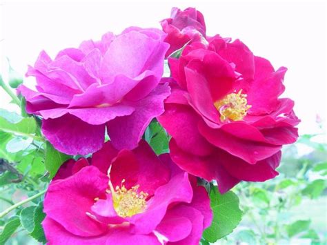 Hedging Rose Floribunda One Love 175mm Pot Dawsons Garden World