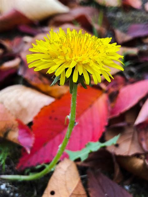 Fall Of Dandelion By Ban2 （id：8255712） 写真共有サイトphotohito