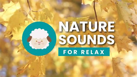 🍂🍂 Relaxing Nature Sounds 3 Hours Of Greats Sounds For Study Relax