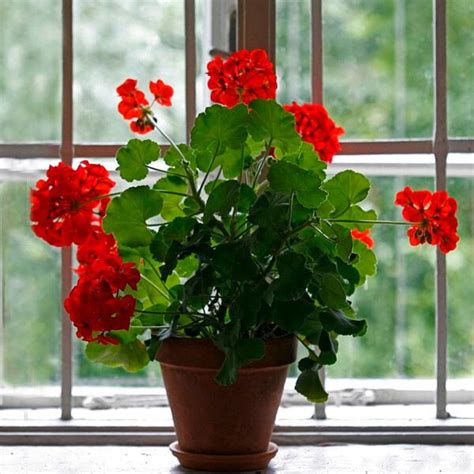 Growing Geraniums Indoors Care Guide