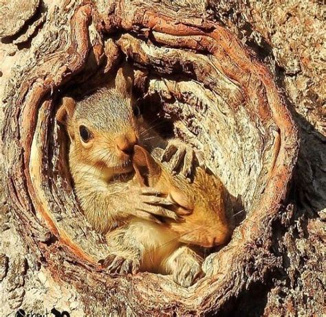 Super Cute Two Baby Squirrels In Nest Eekhoorn Eekhoorn Schattige