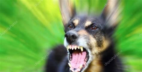 Barking Dog — Stock Photo © Tverkhovinets 27795055
