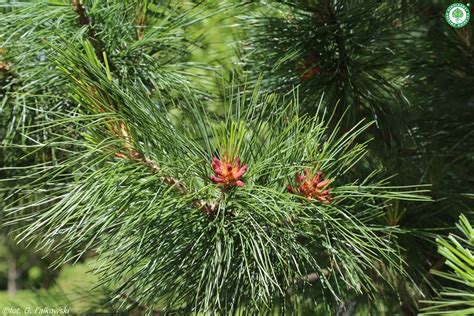 Sosna Limba Pinus Cembra Efektowna W Doniczce P9 11830098479