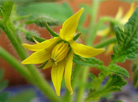 Tomato Flower Male And Female Parts Sexual Reproduction In Plants Fun Science The Pollen