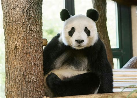 Vienna Zoo Gets Male Panda As Partner For Longtime Resident Business