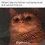 Cats Are Just Cute Sociopaths  Memebase Funny Memes
