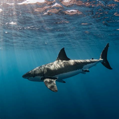 Saving Sharks Save Our Seas Foundation