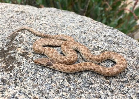 31 Snakes In Utah Id Guide With Facts And Photos
