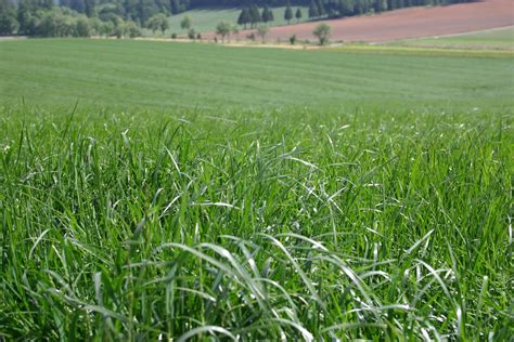 Haus And Garten Proturf Grass Seed Eretz Premium Oregon Grown Rye Grass