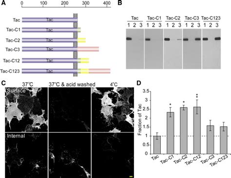 The latter protein binds polymerized actin, thus linking the cadherin/catenin adhesion complex to the cortical cytoskeleton. Activity-Regulated N-Cadherin Endocytosis: Neuron