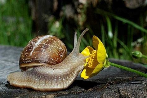 Nous avons découvert, à ce. LA BAVE D'ESCARGOT