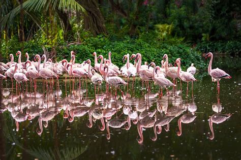 Flock Of Pink Flamingos Stock Image Image Of Fauna Everglades