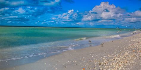 Playas Parques Y Naturaleza Visite Fort Myers Eco Tours En Sw Fl