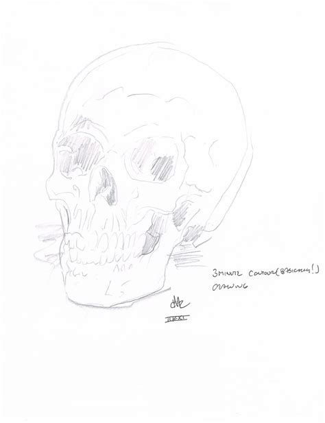 Contour Skull By Chrisrubenstahl On Deviantart