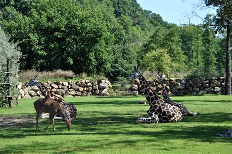 Maybe you would like to learn more about one of these? ZOO Plzeň | Tipy na výlet