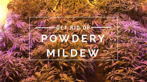 Good cultural practices go a long way toward preventing or minimizing powdery mildew formation in the first place. Get rid of powdery mildew fast - YouTube