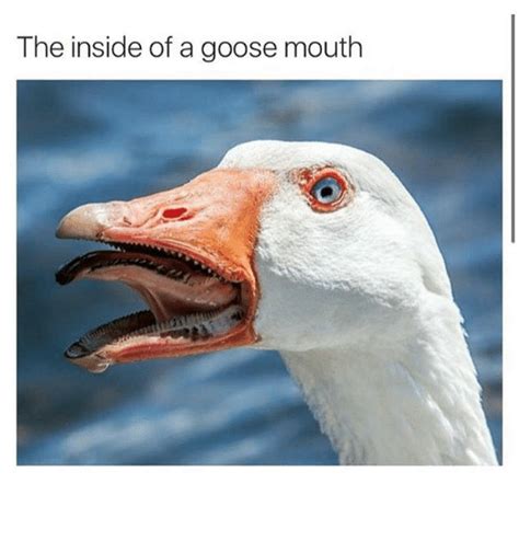 Top 92 Pictures Do Canadian Geese Have Teeth On Their Tongues Sharp