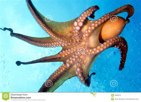 Octopus Royalty Free Stock Photos Image 4906378