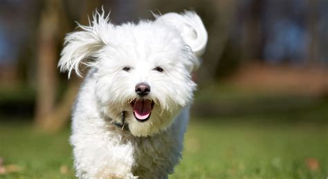 5 Things To Know About The Coton De Tulear Petful