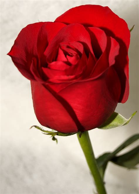 Red Roses Most Popular Rose Rose Wallpapers Beautiful Long Stem