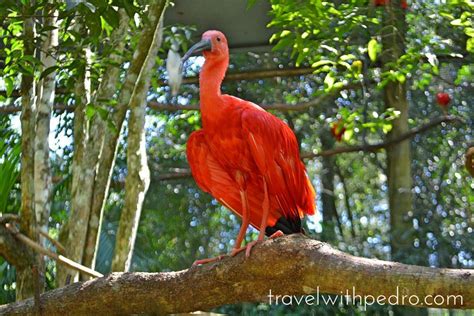 Visiting Parque Das Aves Near The Iguazu Falls Travel