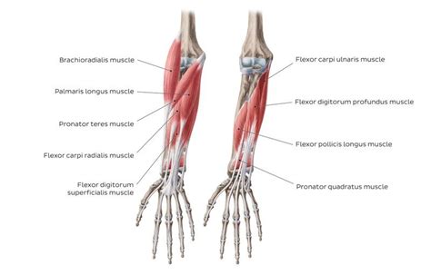 Flexors Of Forearm Forearm Muscles Structure Function And Anatomy