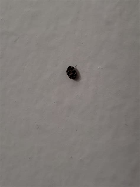 Found This Bug On My Bedroom Wall Extremely Tiny Whatsthisbug