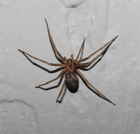 Brown Recluse Spiders In Arkansas Where They Live What They Eat How