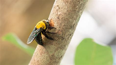 Carpenter Bee Treatment And Extermination Viking Pest Control