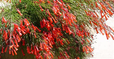 How To Give Firecracker Plants A Home In Your Desert Garden