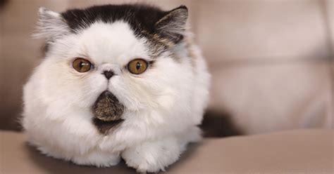 I am not a cat, lawyer rod ponton told ferguson, but added he didn't. Adorable Round Face Cat Looks Like a Fluffy Cotton Ball