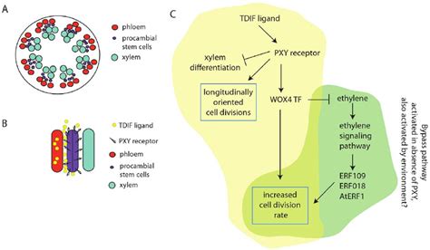 Role Of The Tdifpxy Ligand Receptor And Ethylene Signaling Pathways In