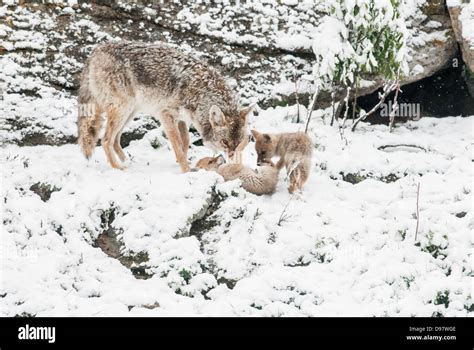 A Coyote Mother Cares For Her Pups Near Her Den On Blacktail Deer
