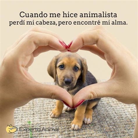 Pin De Ivette Vázquez Medina En Perritos Mascotas Frases Animales