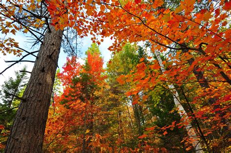 Forest Trees Nature Landscape Tree Autumn Wallpapers Hd Desktop